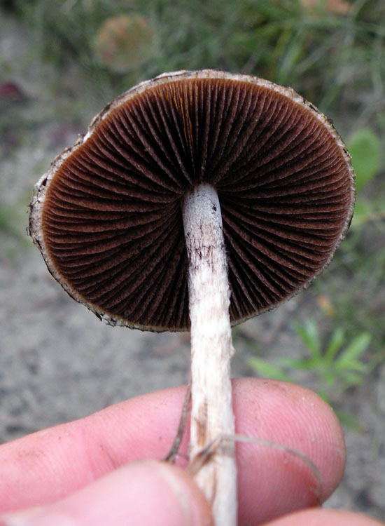 Dopo il Dal gambo quiz di Sirente...